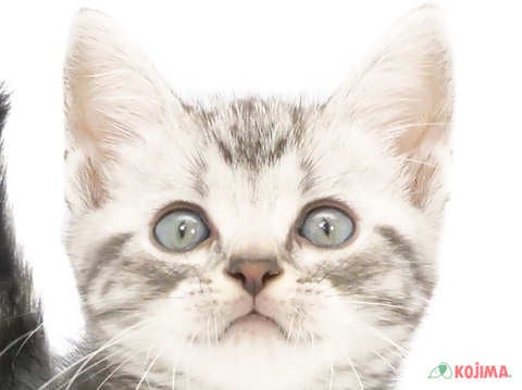 千葉県のアメリカンショートヘアー (コジマウエルケアセンター/2024年5月26日生まれ/男の子/シルバータビー)の子猫