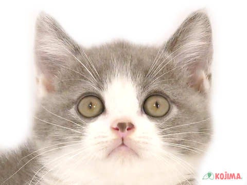 東京都のブリティッシュショートヘアー (コジマ田端店/2024年5月25日生まれ/女の子/ブルーホワイト)の子猫