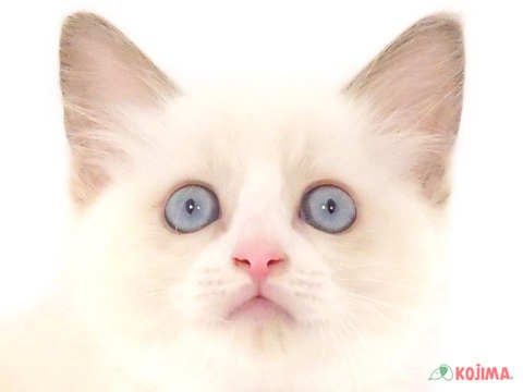 神奈川県のラグドール (コジマニトリモール相模原店/2024年5月26日生まれ/女の子/ブルーポイントバイカラー)の子猫