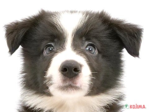 千葉県のボーダーコリー (コジマ四街道店/2024年5月25日生まれ/女の子/ブラックホワイト)の子犬