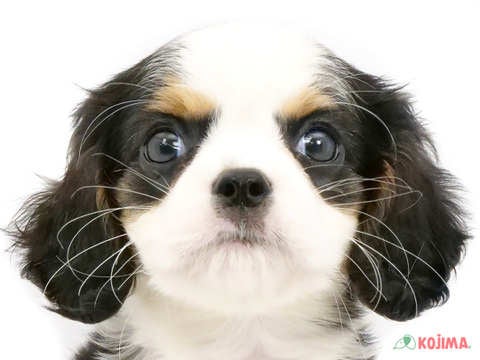 東京都のキャバリアキングチャールズスパニエル (コジマ国立店/2024年5月24日生まれ/男の子/トライカラー)の子犬