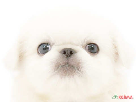 東京都のペキニーズ (コジマアリオ西新井店/2024年5月25日生まれ/男の子/ホワイト)の子犬