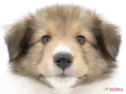 埼玉県のシェットランドシープドッグ (コジマ戸田公園店/2024年5月22日生まれ/男の子/セーブルホワイト)の子犬