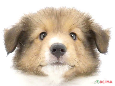 神奈川県のシェットランドシープドッグ (コジマアリオ橋本店/2024年5月22日生まれ/男の子/セーブルホワイト)の子犬