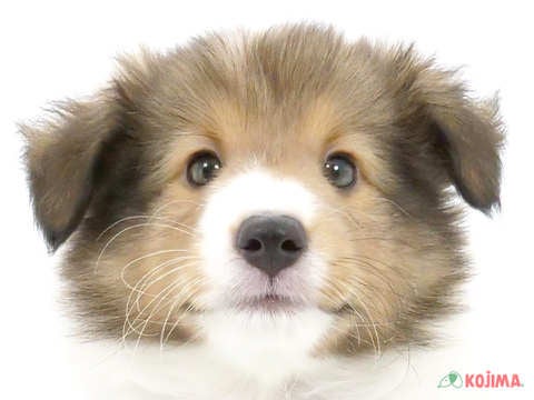 東京都のシェットランドシープドッグ (コジマ木場店/2024年5月22日生まれ/男の子/セーブルホワイト)の子犬