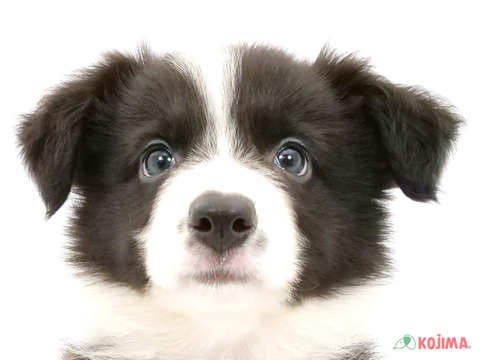 神奈川県のボーダーコリー (コジマ横浜青葉店/2024年5月22日生まれ/女の子/ブラックホワイト)の子犬