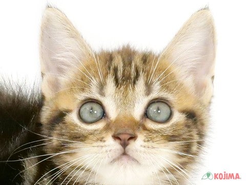 東京都のアメリカンショートヘアー (コジマ両国店/2024年5月26日生まれ/女の子/ブラウンタビー)の子猫