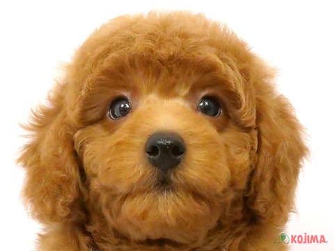 茨城県のミディアムプードル (コジマイーアスつくば店/2024年5月23日生まれ/男の子/レッド)の子犬
