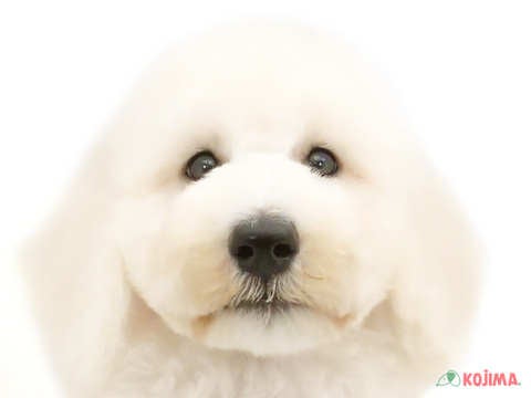 東京都のスタンダードプードル (コジマ花小金井店/2024年5月23日生まれ/男の子/ホワイト)の子犬