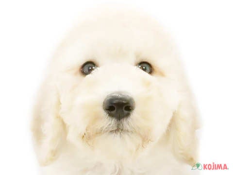 千葉県のスタンダードプードル (コジマ松戸店/2024年5月23日生まれ/男の子/ホワイト)の子犬
