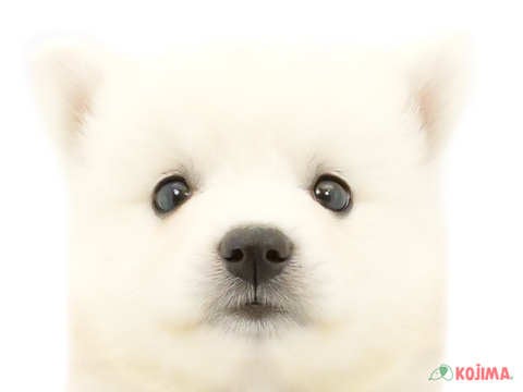 埼玉県の日本スピッツ (コジマ和光店/2024年5月20日生まれ/男の子/ホワイト)の子犬