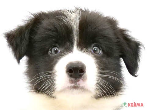東京都のボーダーコリー (コジママチノマ大森店/2024年5月25日生まれ/男の子/ブラックホワイト)の子犬