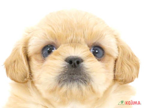 千葉県のペキプー(ペキニーズ×プードル) (コジマウエルケアセンター/2024年5月25日生まれ/女の子/アプリコット)の子犬