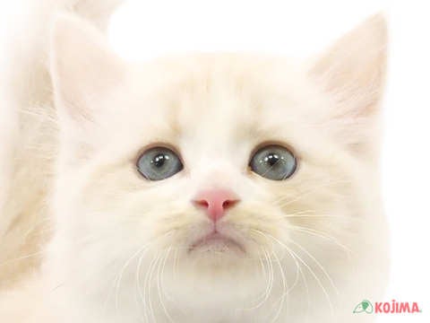 千葉県のサイベリアン (コジマウエルケアセンター/2024年5月26日生まれ/男の子/クリームホワイト)の子猫