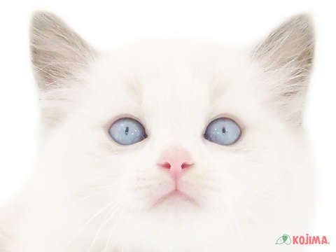 千葉県のラグドール (コジマウエルケアセンター/2024年5月26日生まれ/女の子/シールポイントバイカラー)の子猫