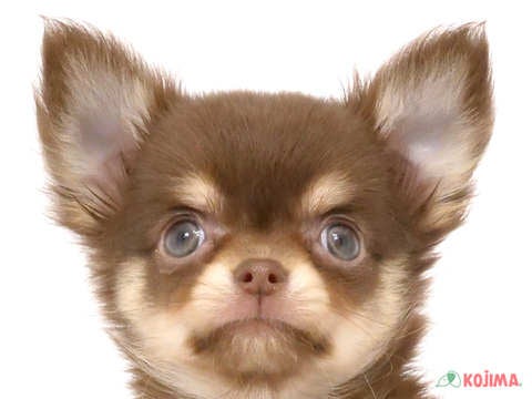 東京都のチワワ(ロング) (コジマ木場店/2024年5月26日生まれ/女の子/チョコレートタンホワイト)の子犬