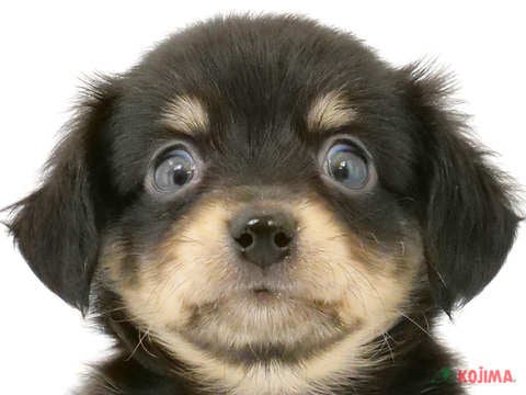 千葉県のチワックス(チワワ×ダックス) (コジマウエルケアセンター/2024年5月26日生まれ/男の子/ブラックイエロー)の子犬
