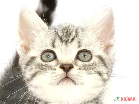 千葉県のアメリカンショートヘアー (コジマウエルケアセンター/2024年5月26日生まれ/女の子/シルバータビー)の子猫
