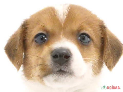 千葉県のジャックラッセルテリア (コジマウエルケアセンター/2024年5月26日生まれ/男の子/ホワイトタン)の子犬