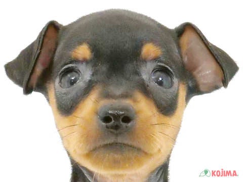 千葉県のミニチュアピンシャー (コジマアリオ柏店/2024年5月27日生まれ/女の子/ブラックタン)の子犬