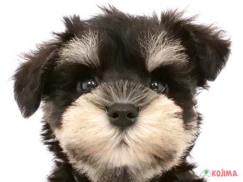 千葉県のミニチュアシュナウザー (コジマウエルケアセンター/2024年5月27日生まれ/男の子/ブラックシルバー)の子犬