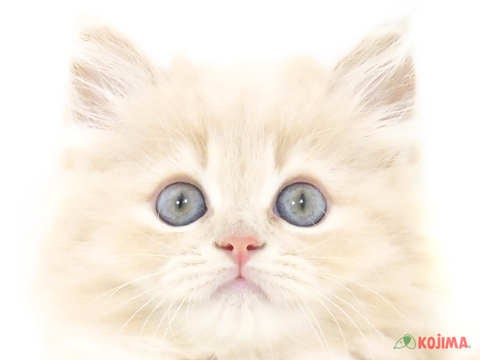東京都のラガマフィン (コジマソコラ用賀店/2024年5月26日生まれ/女の子/クリーム)の子猫