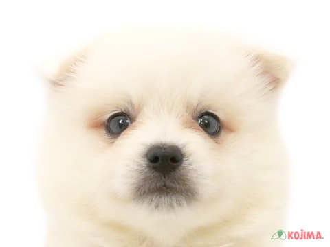 茨城県のハーフ犬・ミックス犬 (コジマイーアスつくば店/2024年5月26日生まれ/男の子/ホワイト)の子犬
