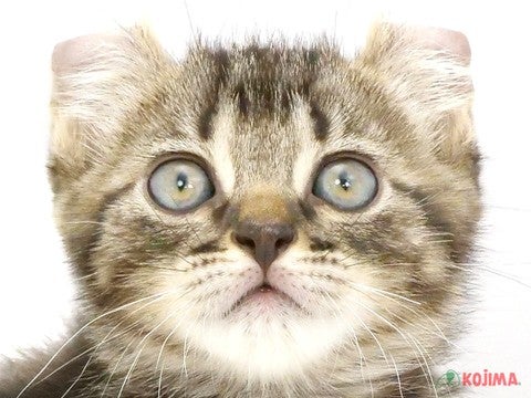 神奈川県のアメリカンカール (コジマベイタウン横浜本牧店/2024年5月24日生まれ/男の子/ブラウンタビー)の子猫