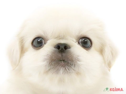 茨城県のペキニーズ (コジマイーアスつくば店/2024年5月25日生まれ/男の子/ホワイト)の子犬