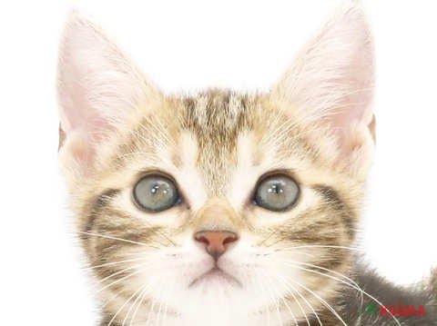 千葉県のアメリカンショートヘアー (コジマ松戸店/2024年5月26日生まれ/女の子/ブラウンタビー)の子猫