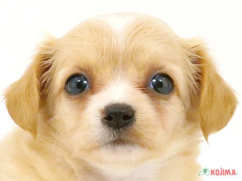 千葉県のチワックス(チワワ×ダックス) (コジマウエルケアセンター/2024年5月25日生まれ/女の子/クリーム)の子犬