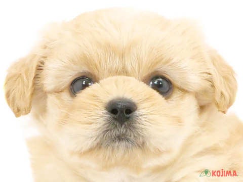 千葉県のペキプー(ペキニーズ×プードル) (コジマウエルケアセンター/2024年5月25日生まれ/女の子/アプリコット)の子犬