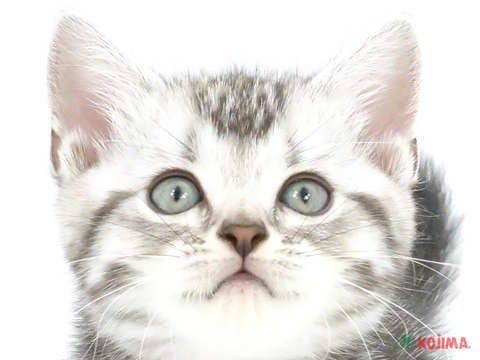 千葉県のアメリカンショートヘアー (コジマウエルケアセンター/2024年5月26日生まれ/女の子/シルバータビー)の子猫