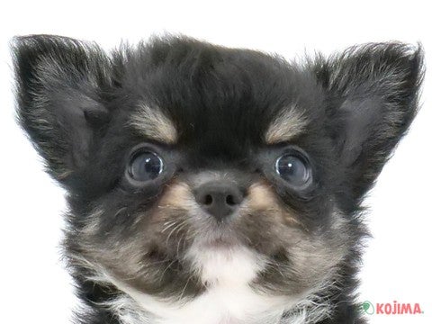 千葉県のチワワ(ロング) (コジマウエルケアセンター/2024年5月26日生まれ/女の子/ブラックタンホワイト)の子犬