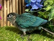 ホオミドリアカオウロコインコ ヒナ