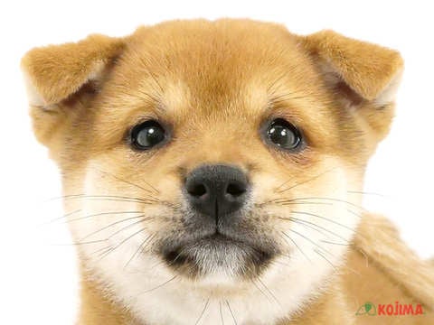 千葉県の柴犬(標準サイズ) (コジマウエルケアセンター/2024年5月28日生まれ/女の子/赤)の子犬