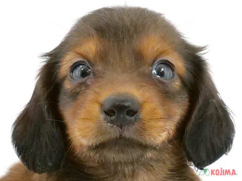 千葉県のミニチュアダックスフンド(ロング) (コジマウエルケアセンター/2024年5月24日生まれ/男の子/レッド)の子犬