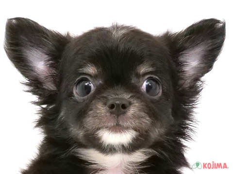千葉県のチワワ(ロング) (コジマウエルケアセンター/2024年5月27日生まれ/男の子/ブラックタンホワイト)の子犬