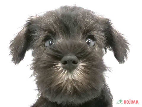 千葉県のミニチュアシュナウザー (コジマウエルケアセンター/2024年5月28日生まれ/男の子/ソルトペッパー)の子犬