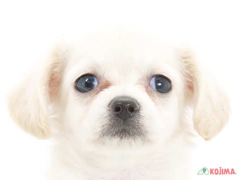 千葉県のチワックス(チワワ×ダックス) (コジマウエルケアセンター/2024年5月28日生まれ/女の子/クリーム)の子犬