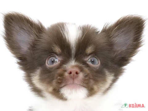 千葉県のチワワ(ロング) (コジマウエルケアセンター/2024年5月28日生まれ/男の子/チョコレートタンホワイト)の子犬