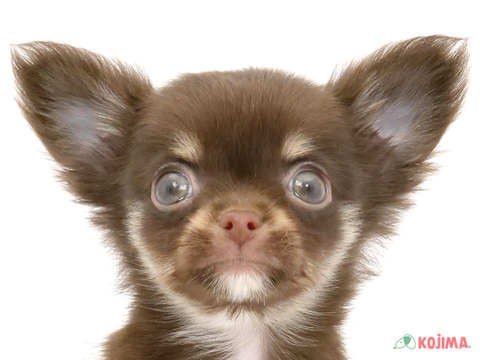 千葉県のチワワ(ロング) (コジマウエルケアセンター/2024年5月28日生まれ/女の子/チョコレートタンホワイト)の子犬