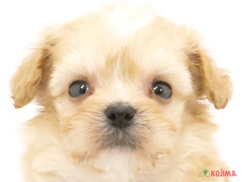 千葉県のペキプー(ペキニーズ×プードル) (コジマウエルケアセンター/2024年5月26日生まれ/男の子/クリームホワイト)の子犬