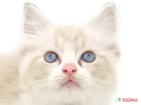 千葉県のラグドール (コジマウエルケアセンター/2024年5月25日生まれ/女の子/シールポイントバイカラー)の子猫