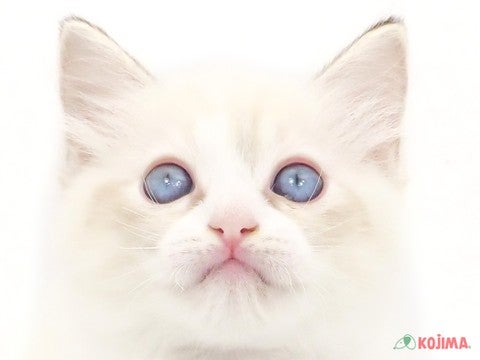 千葉県のラグドール (コジマウエルケアセンター/2024年5月28日生まれ/女の子/シールポイントバイカラー)の子猫