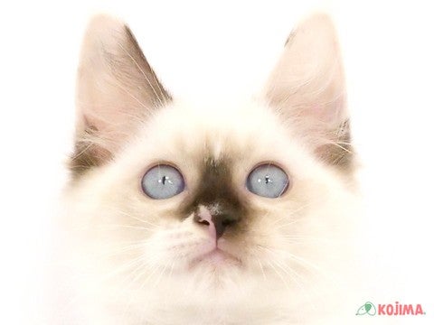 千葉県のラグドール (コジマウエルケアセンター/2024年5月7日生まれ/女の子/シールトーティポイント)の子猫