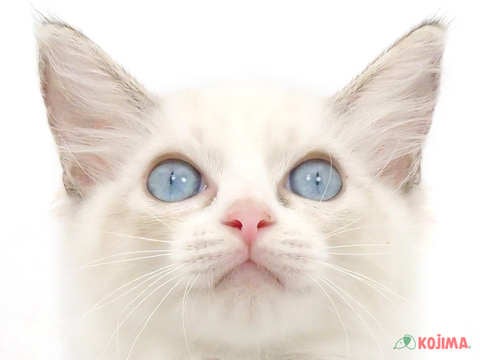 千葉県のラグドール (コジマウエルケアセンター/2024年5月7日生まれ/女の子/シールポイントバイカラー)の子猫