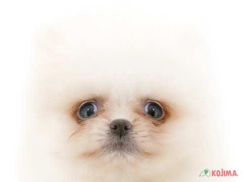 千葉県のポメラニアン (コジマウエルケアセンター/2024年5月21日生まれ/男の子/ホワイト)の子犬
