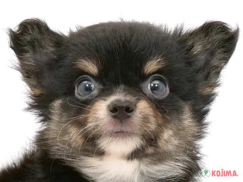千葉県のチワワ(ロング) (コジマウエルケアセンター/2024年5月28日生まれ/男の子/ブラックタンホワイト)の子犬