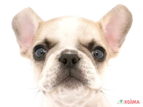 千葉県のフレンチブルドッグ (コジマウエルケアセンター/2024年5月27日生まれ/男の子/フォーンホワイト)の子犬